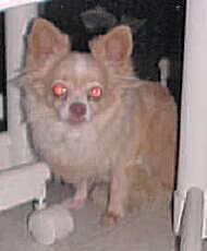 Chiquita - adopted chihuahua