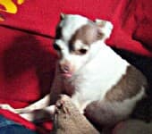 Choco - adopted chihuahua