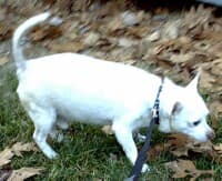 Chucky - adopted chihuahua