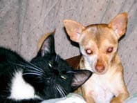 Cindy - adopted chihuahua