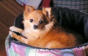 Coco - adopted chihuahua