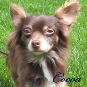 Cocoa - adopted chihuahua