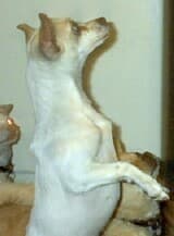 Cookie - adopted chihuahua