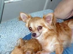 Cosmo - adopted chihuahua