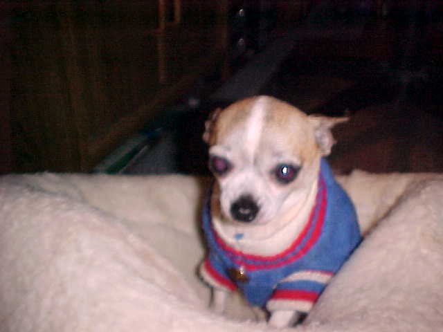 Daisybug - adopted chihuahua