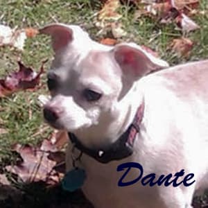 Dante - adopted chihuahua