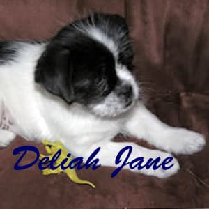 Deliah - adopted chihuahua