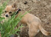 Diamond - adopted chihuahua