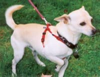 Diesel - adopted chihuahua