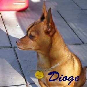 Dioge - adopted chihuahua