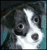 Dior - adopted chihuahua