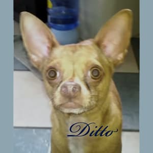Dito - adopted chihuahua