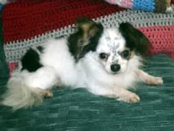 Domino - adopted chihuahua