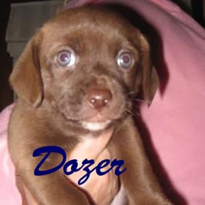 Dozer - adopted chihuahua