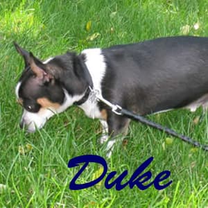 Duke - adopted chihuahua