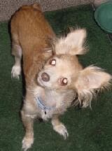 Dutchess - adopted chihuahua