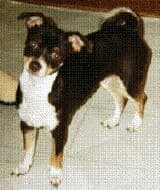 Elvie - adopted chihuahua