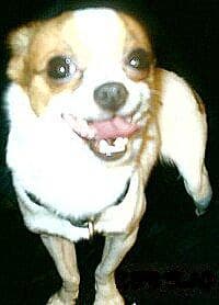 Elvis - adopted chihuahua