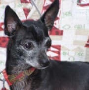 Eva - adopted chihuahua