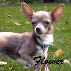 Flower - adopted chihuahua