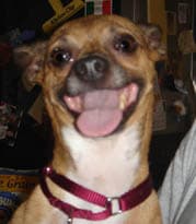 Frankie - adopted chihuahua