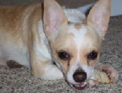 Freddie - adopted chihuahua