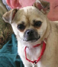 Frida - adopted chihuahua