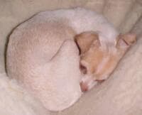 Frosty - adopted chihuahua