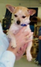 Gemma - adopted chihuahua