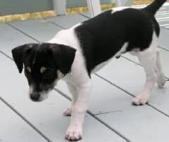 George - adopted chihuahua