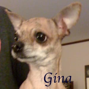 Gina - adopted chihuahua