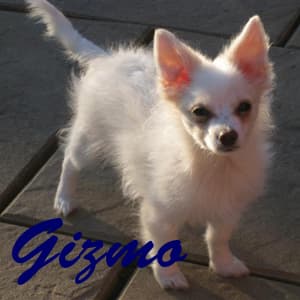 Gizmo - adopted chihuahua