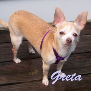 Greta - adopted chihuahua