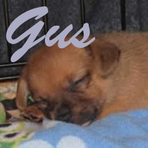 Gus - adopted chihuahua