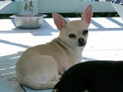 Hanna - adopted chihuahua