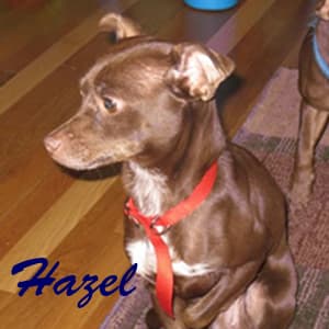 Hazel - adopted chihuahua
