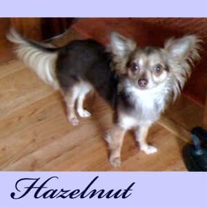 Hazelnut - adopted chihuahua