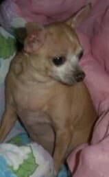 Honey - adopted chihuahua