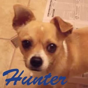 Hunter - adopted chihuahua