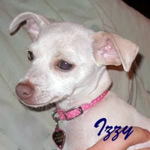 Izzy - adopted chihuahua