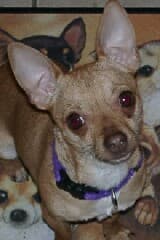 Jack - adopted chihuahua