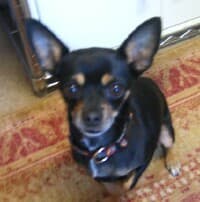 Jake - adopted chihuahua