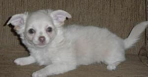 Jewel - adopted chihuahua