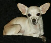 Junior - adopted chihuahua