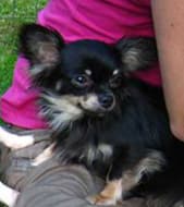 Katey - adopted chihuahua