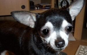 Katy - adopted chihuahua