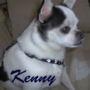 Kenny - adopted chihuahua