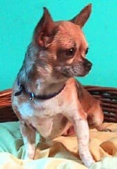 Kiki - adopted chihuahua