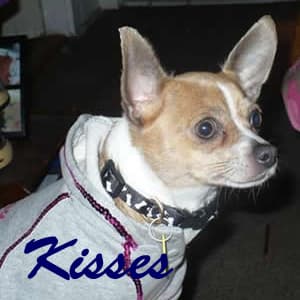 Kisses - adopted chihuahua
