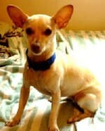 Kissey - adopted chihuahua